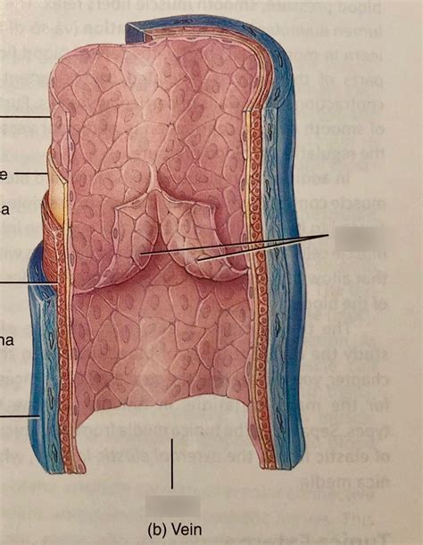 Vein Lab Exam Diagram Quizlet