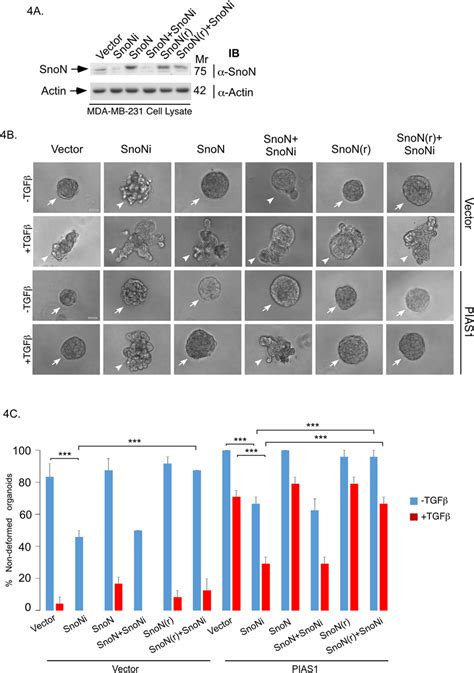 Endogenous Snon Mediates The Ability Of Pias1 To Suppress The Invasive