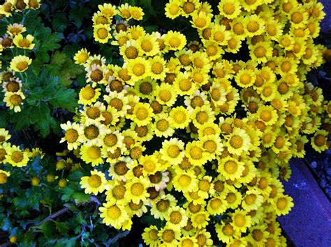 Eye Candy for the Famished: Fall Flowers - Yellow Mums