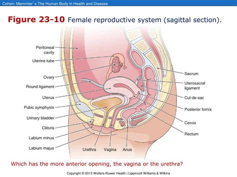 Female Reproductive Organs Sagittal Section