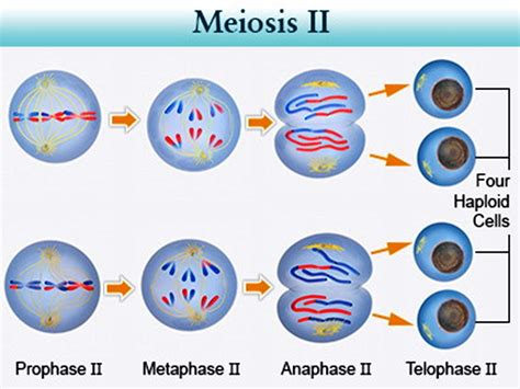 What Happens During Anaphase 1 Of Meiosis