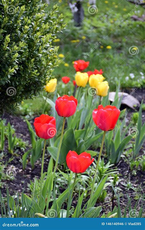 Several Colorful And Fragrant Tulips In The Spring Garden Stock Photo