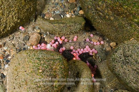 Coho Salmon Eggs