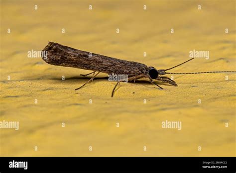 Adult Caddisfly Insect Of The Genus Marilia Stock Photo Alamy