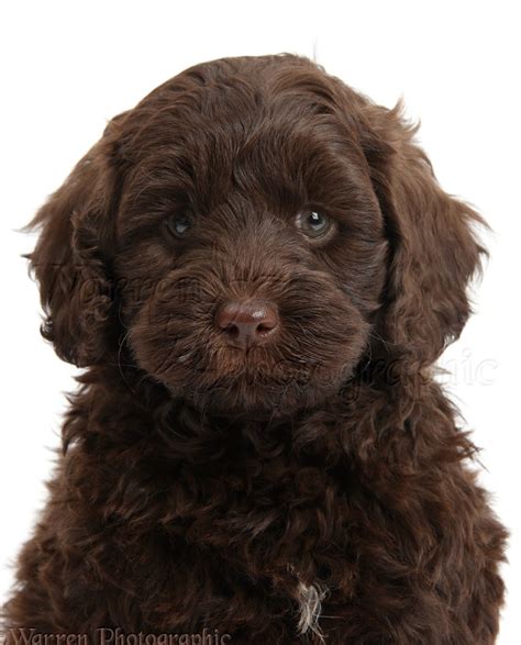 All About The Chocolate Goldendoodle - Meet The Breed