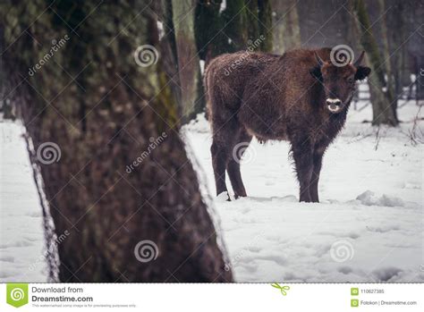 Wisent in Poland stock image. Image of natural, poland - 110627385