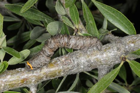 Europäische Schmetterlinge und ihre Ökologie Nychiodes amygdalaria