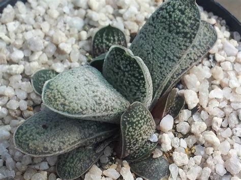 How To Grow And Care For Gasteria Succulents Dig It Right Dig It Right