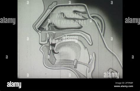 Mucous membrane Stock Videos & Footage - HD and 4K Video Clips - Alamy