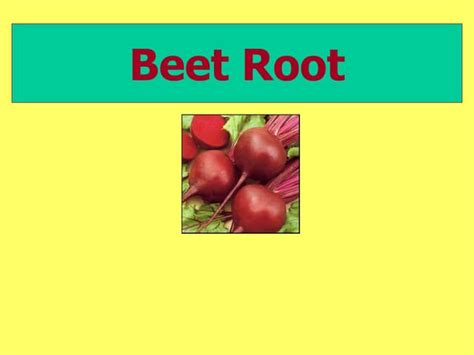 Beetroot Production Technology Vegetable Crop Ppt