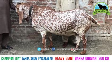 Bakra Eid Qurbani Goat