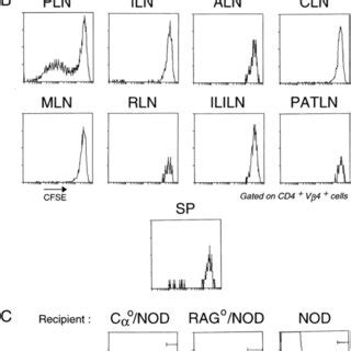 Proliferation Of Transferred BDC2 5 Cells In The PLNs Occurs Before