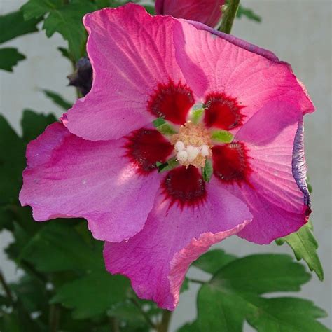 Hibiskus Pink Giant Szczepiony Krzew W Doniczce