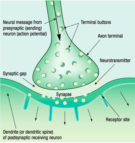 Synapse Diagram Quizlet