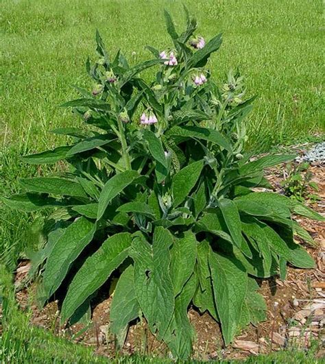 Comfrey Root Cuttings Bocking Pack Comfrey Roots