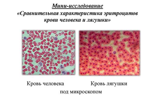 Компоненты внутренней среды. Кровь. Тканевая жидкость. Лимфа ...
