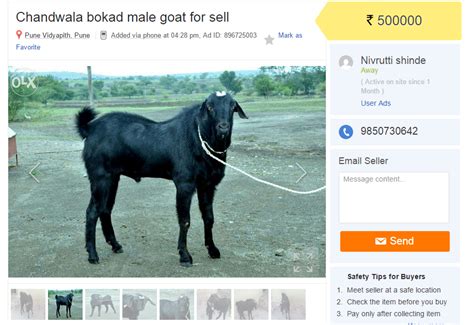 Goats Are Now On Sale Online On OLX And Quikr Ahead Of Bakri Eid