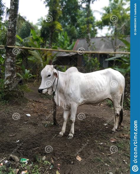 White Cow Animals Farmer Milk Stock Image - Image of white, farmer ...