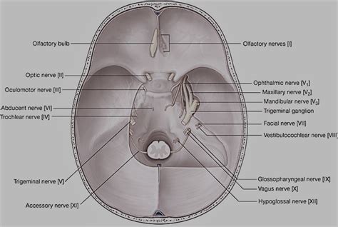 Cranial Cavity