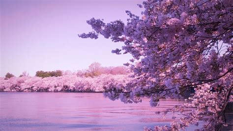 Cherry Blossoms Jeju Island South Korea Ungu