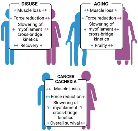 IJMS Free Full Text Sex Differences In Inflammation And Muscle