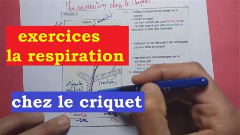 Exercices La Respiration Chez Le Criquet Youtube