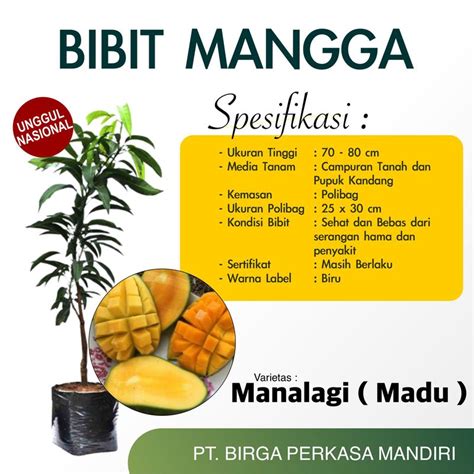 Bibit Mangga Madu