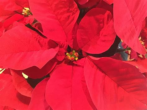 Poinsettia Euphorbia Pulcherrima Orange Spice™ In The Euphorbias