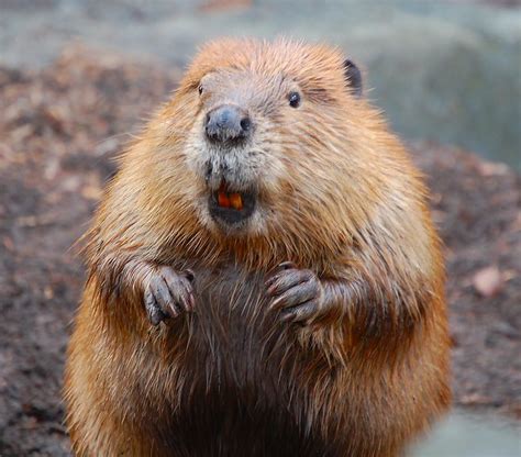 beaver .. meet toothbrush. | American beaver. It's our large… | Flickr