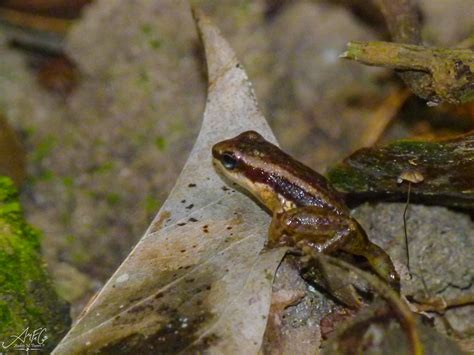 Colombian Niputidea Nurse Frog In January 2014 By Andrés Mauricio