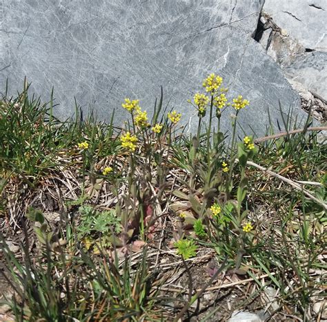 Wood Whitlow Grass From Shebalinskiy Rayon Gorno Altay Russia On May