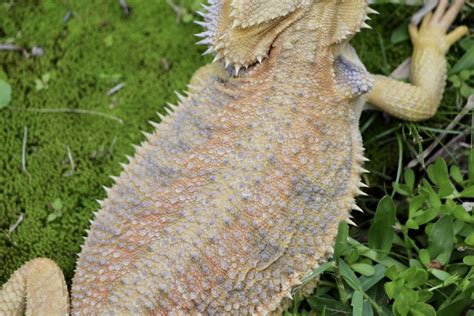 11 Types of Bearded Dragon Morphs