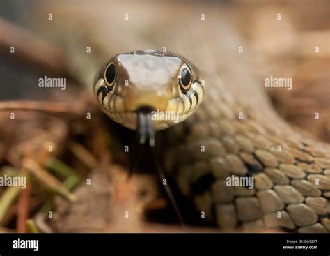 Venomous snake eyes hi-res stock photography and images - Alamy