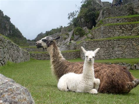 Two Llamas sitting in the Ruins of Machu Picchu, Peru image - Free ...