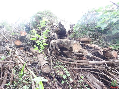 3º Batalhão Ambiental da Brigada Militar flagra 75 900 metros quadrados