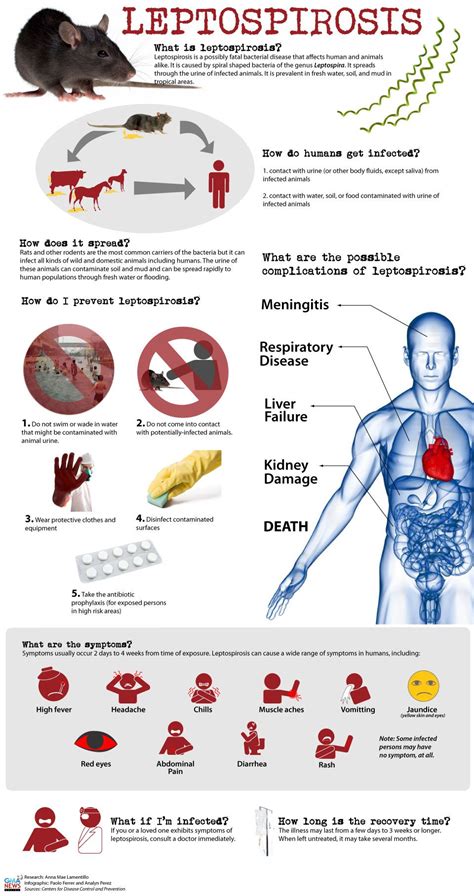 leptospirosis symptoms in humans - Lucas Chapman