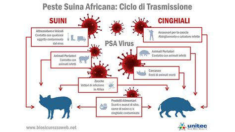 PESTE SUINA AFRICANA NO AD ALLARMISMI E STRUMENTALIZZAZIONI