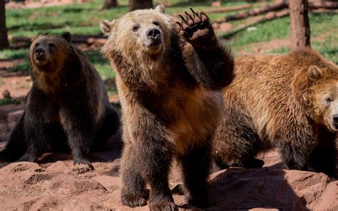 Fat Bear Week Shows Bears In Alaska And Arizona Bulking Up For Winter