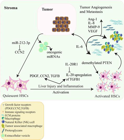 Frontiers Hepatic Stellate Cells And Hepatocarcinogenesis