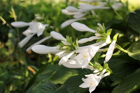 White Flowers in the Garden Stock Photo - Image of flowers, nature ...