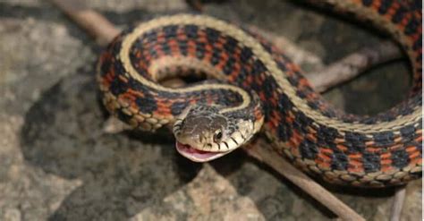 11 Cutest Snakes In The World A Z Animals