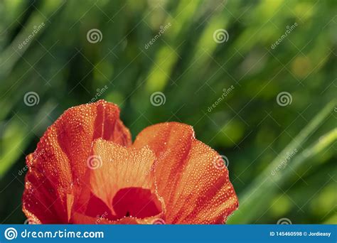 Flor Isolada Vermelha Da Papoila Na Flor No Orvalho Molhado Da Manh