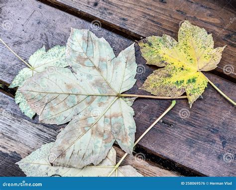 Yellow Sycamore Maple Leaves In Autumn Acer Pseudoplatanus Leaves