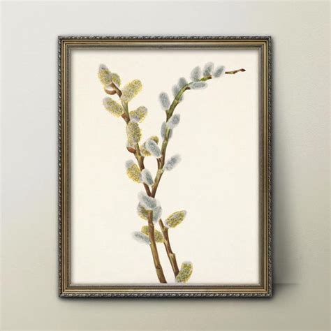 Pussy Willow Art Etsy