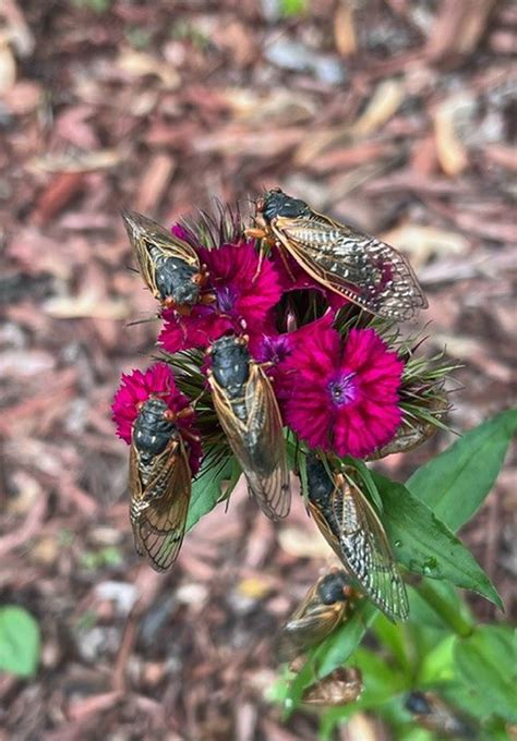 It’s Begun Cicada Sightings Reported In Will County Shaw Local