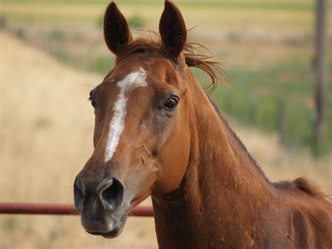 Filechestnut Horse Head All Excited Wikipedia