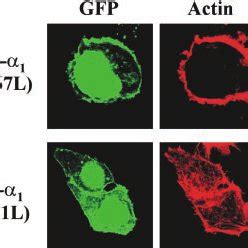 The Constitutively Active Mutant Of Arf Arf Q L Prevents