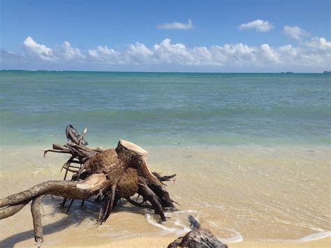 Premium Photo Driftwood At Beach Against Cloudy Sky