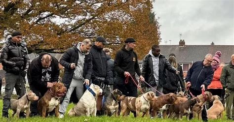 XL Bully owners bring dogs and children to ban protest to 'prove' breed ...