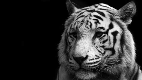 White Tiger Hd Images - Infoupdate.org